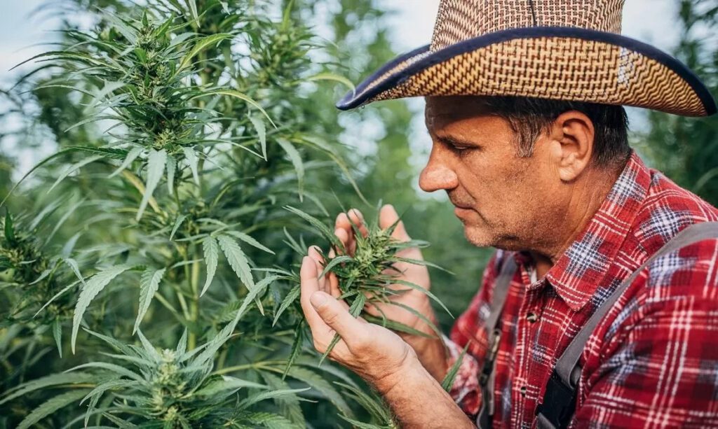 Why Do My Buds Have No Smell? [And How to Fix It!]
